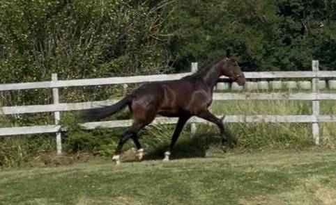 Gelding KWPN Dutch Warmblood For sale 2023 Bay