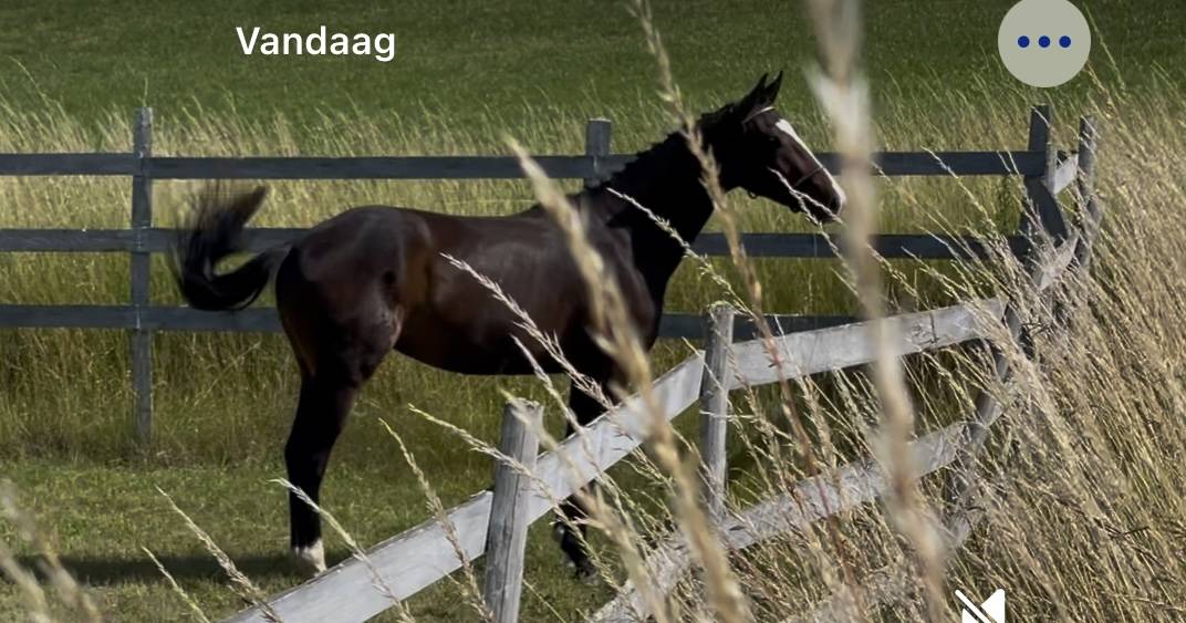 Gelding KWPN Dutch Warmblood For sale 2023 Bay