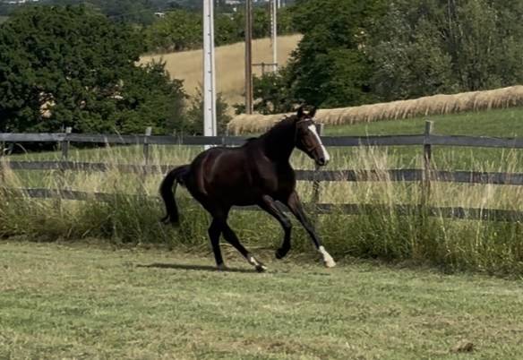 Gelding KWPN Dutch Warmblood For sale 2023 Bay