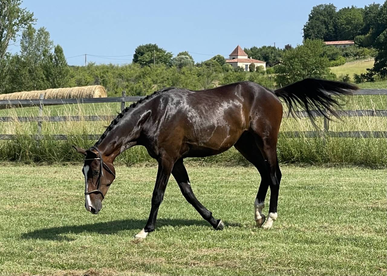 Gelding KWPN Dutch Warmblood For sale 2023 Bay