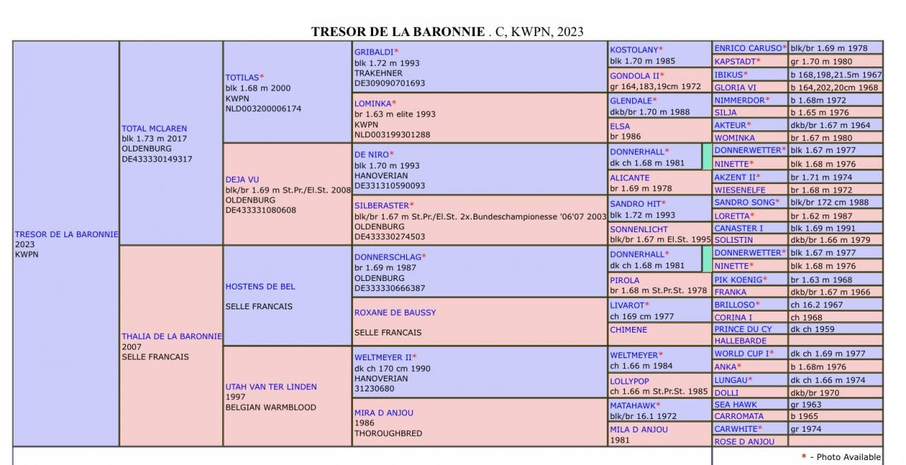 Gelding KWPN Dutch Warmblood For sale 2023 Bay