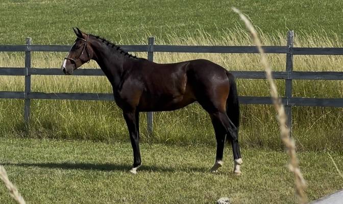 Gelding KWPN Dutch Warmblood For sale 2023 Bay