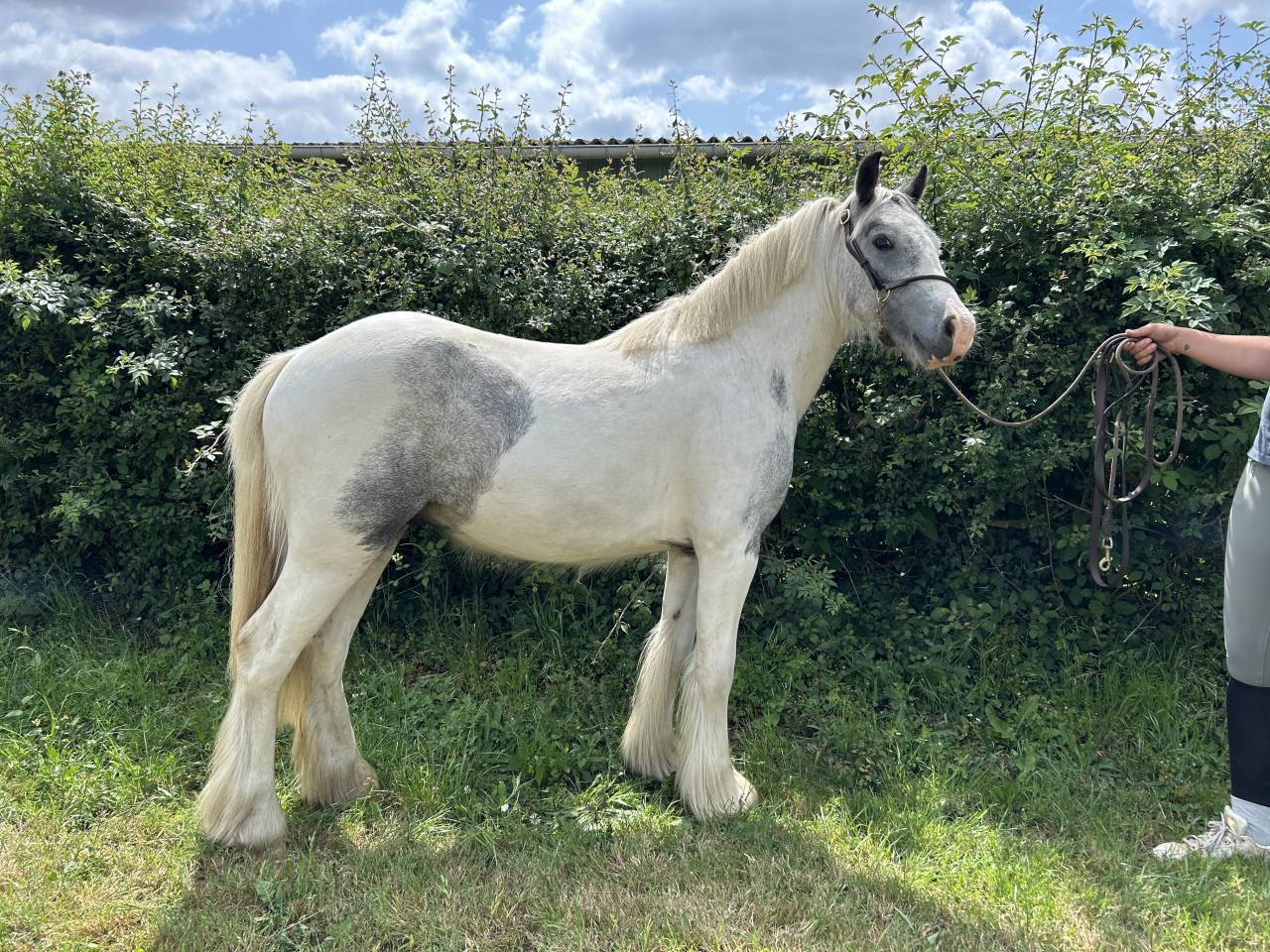 Stallion No Origin Recorded For sale 2023 Coloured