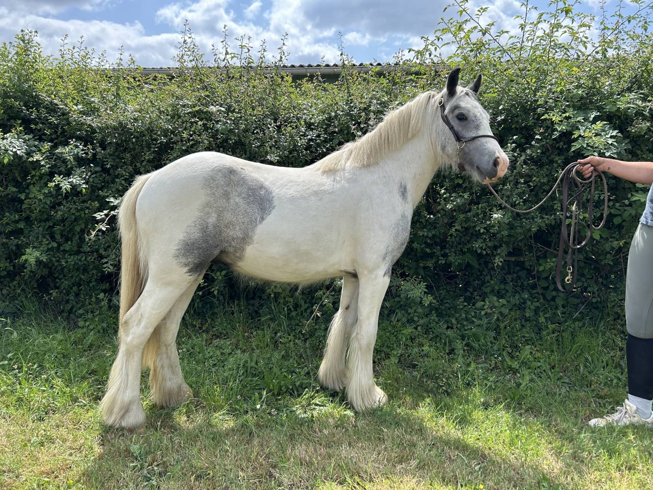Stallion No Origin Recorded For sale 2023 Coloured