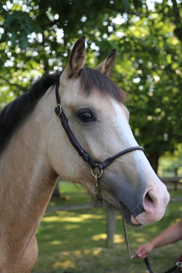 Mare French Saddle Pony For sale 2023 Buckskin