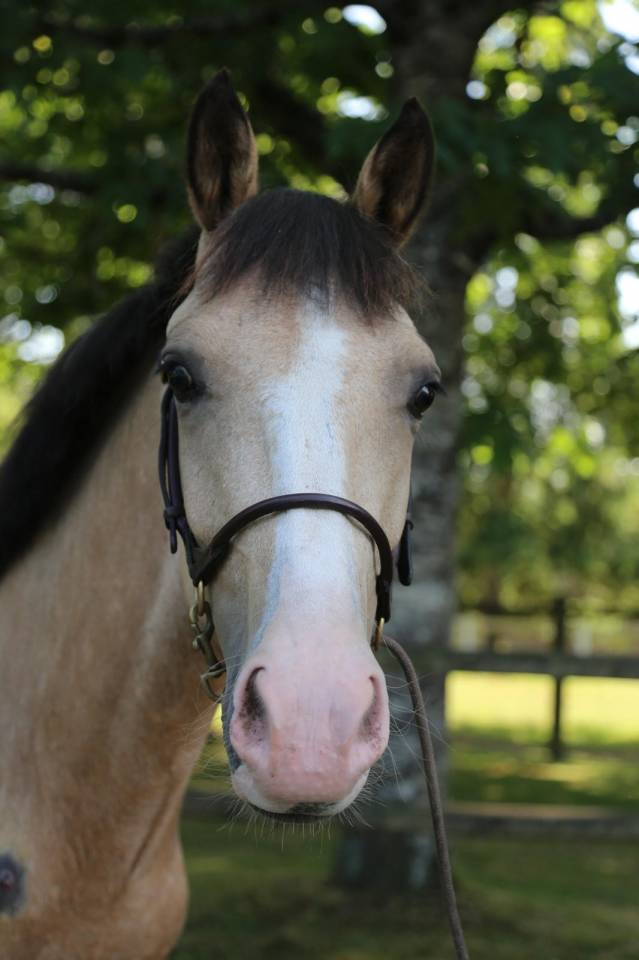 Mare French Saddle Pony For sale 2023 Buckskin