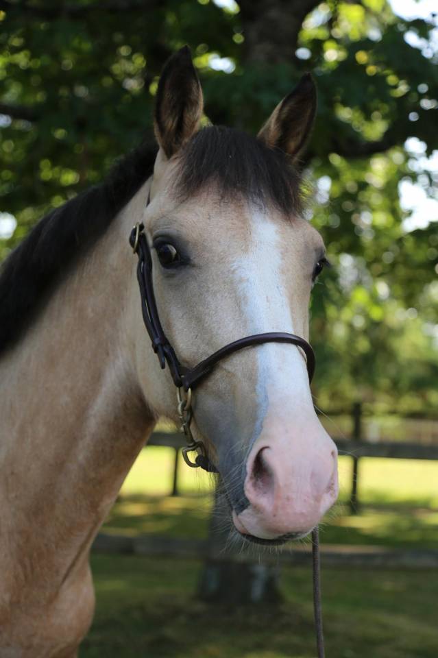 Mare French Saddle Pony For sale 2023 Buckskin