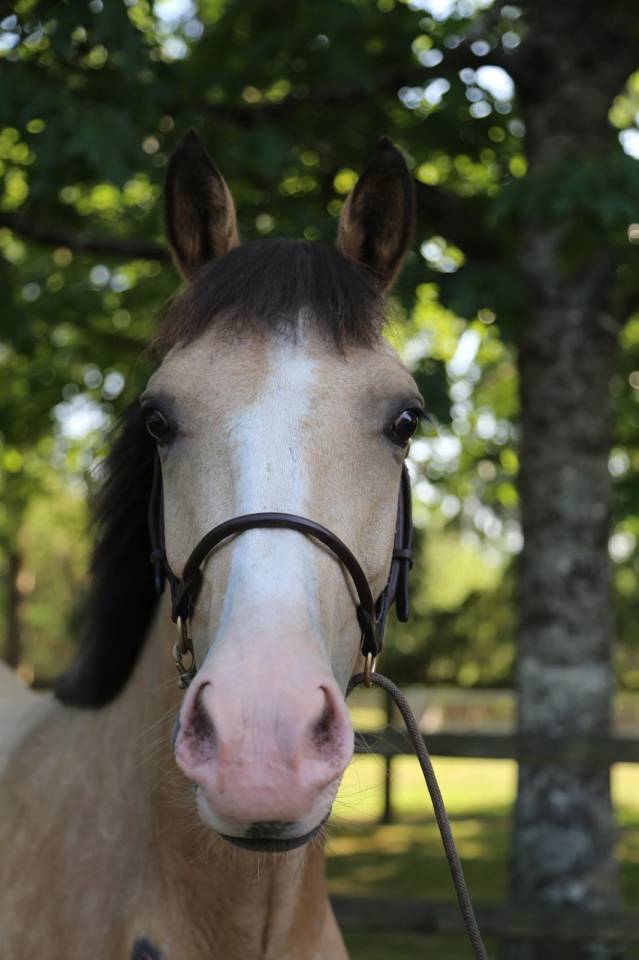 Mare French Saddle Pony For sale 2023 Buckskin