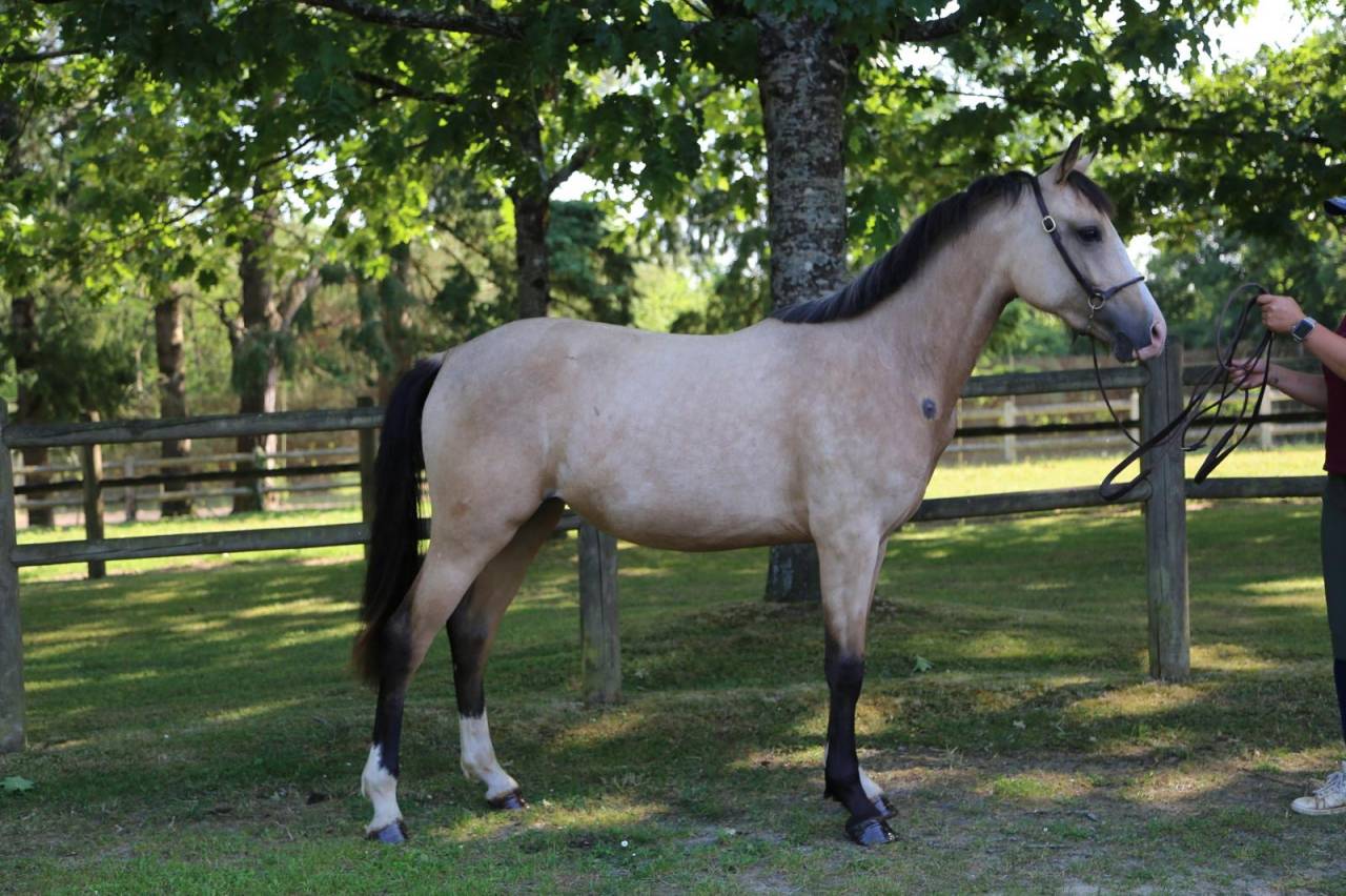 Mare French Saddle Pony For sale 2023 Buckskin