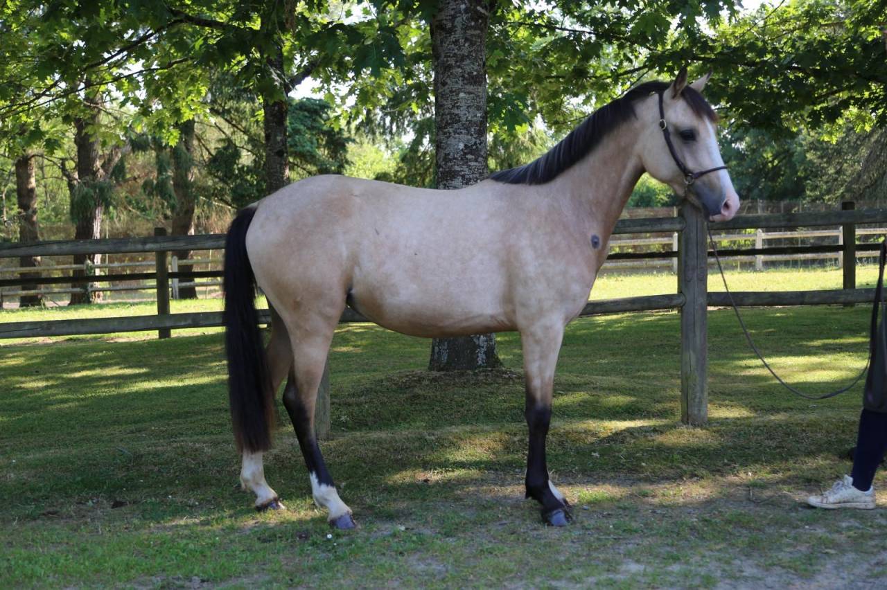 Mare French Saddle Pony For sale 2023 Buckskin