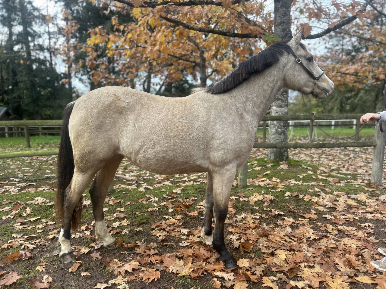Mare French Saddle Pony For sale 2023 Buckskin