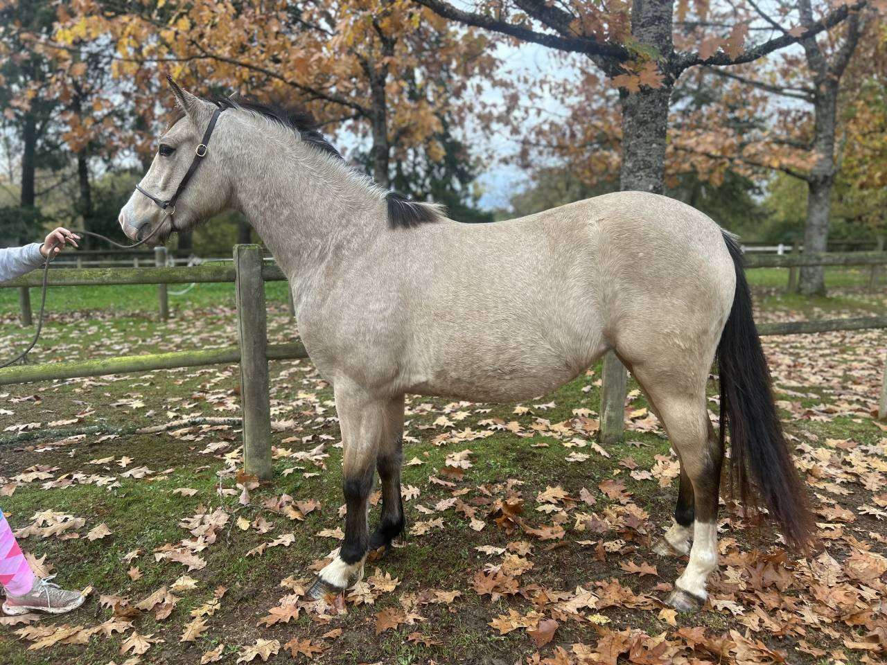 Mare French Saddle Pony For sale 2023 Buckskin