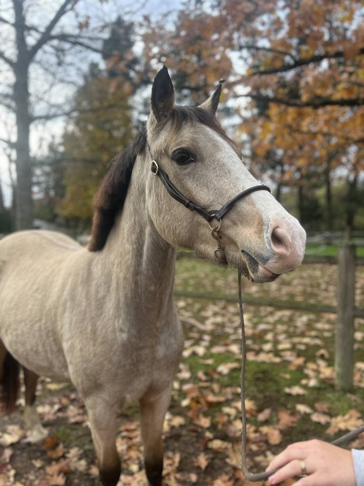 Mare French Saddle Pony For sale 2023 Buckskin