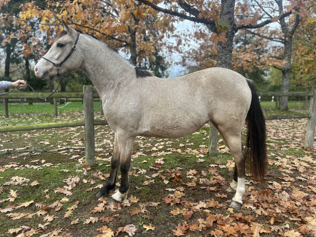 Mare French Saddle Pony For sale 2023 Buckskin