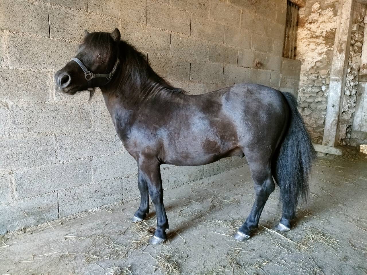 Entire Shetland Pony For sale 2023 Black