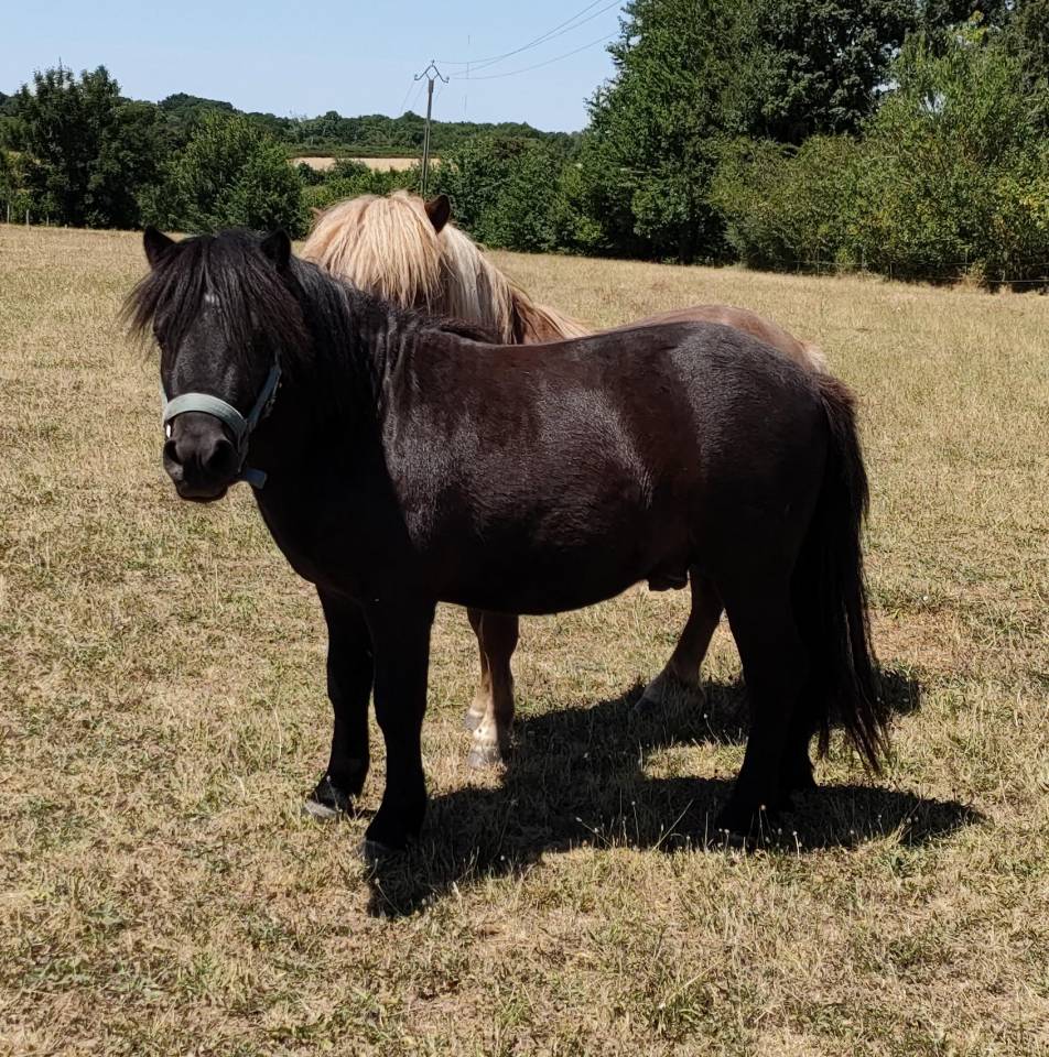 Entire Shetland Pony For sale 2023 Black