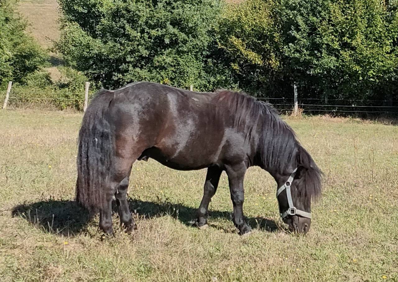 Entire Shetland Pony For sale 2023 Black