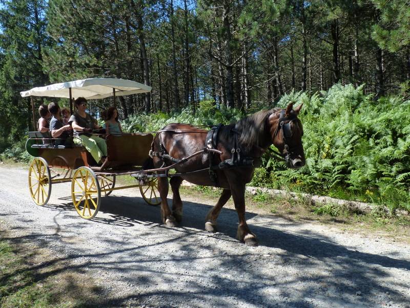 Carriage - Wagonnette Berrard  