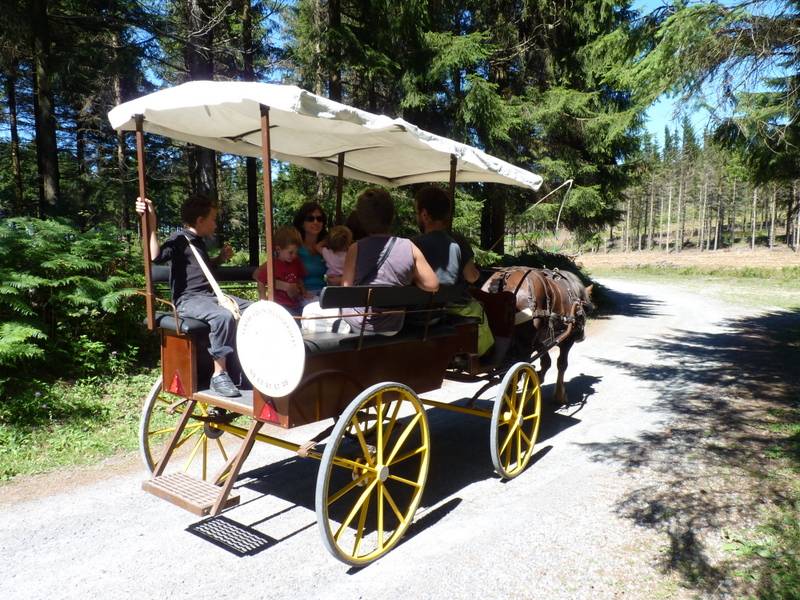 Carriage - Wagonnette Berrard  