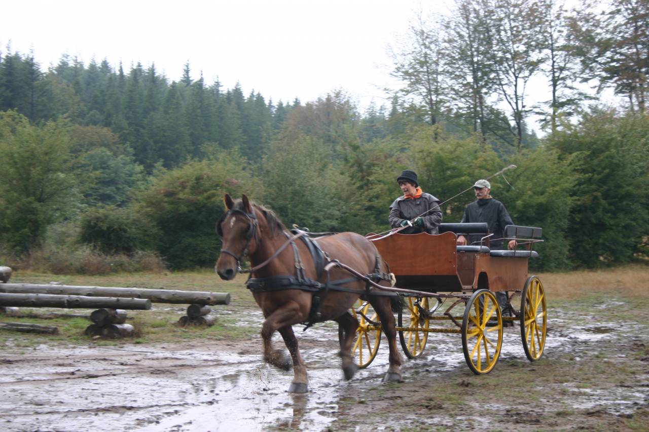 Carriage - Wagonnette Berrard  