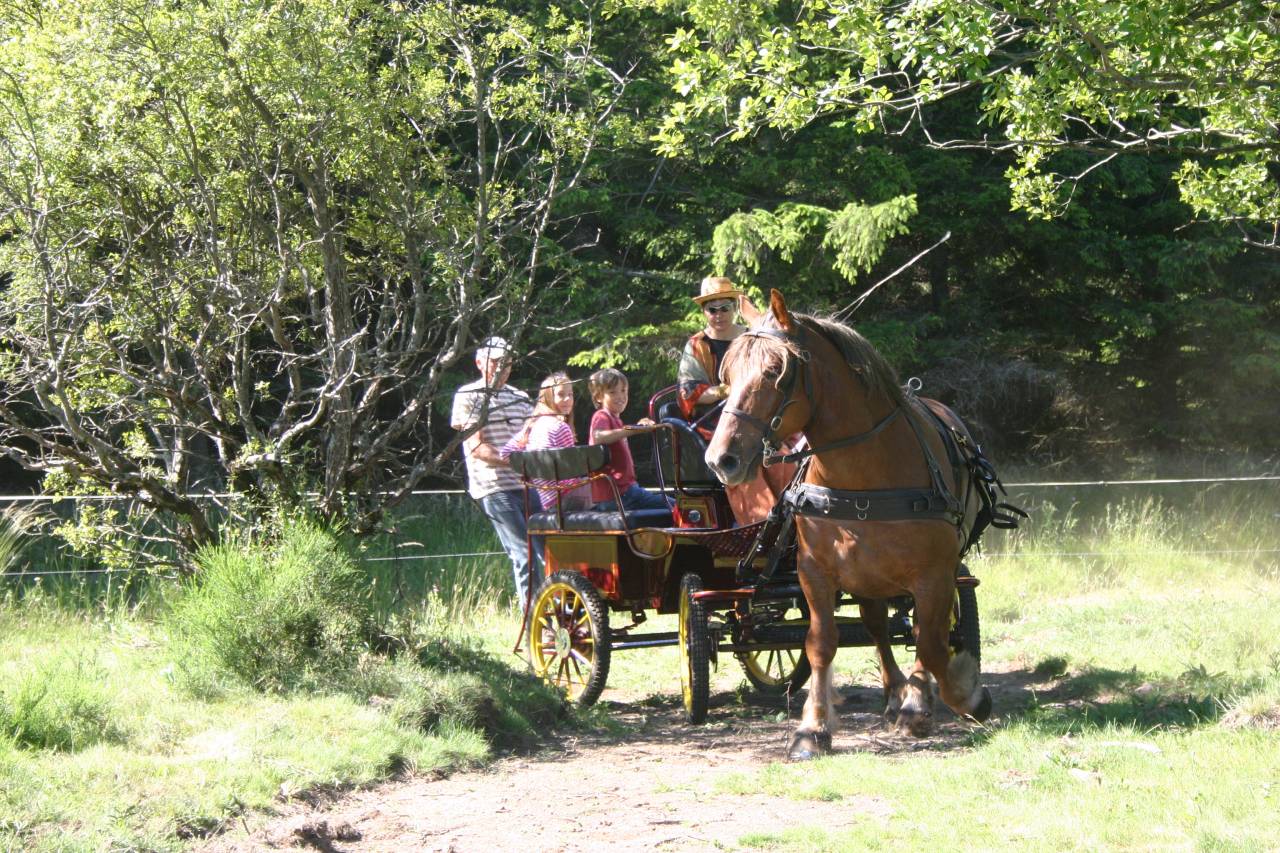 Carriage - Brake - Other brand - marathon ralong&eacute; tourisme RANDO 