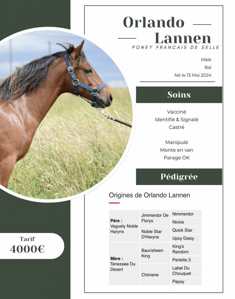 Gelding French Saddle Pony For sale 2024 Bay