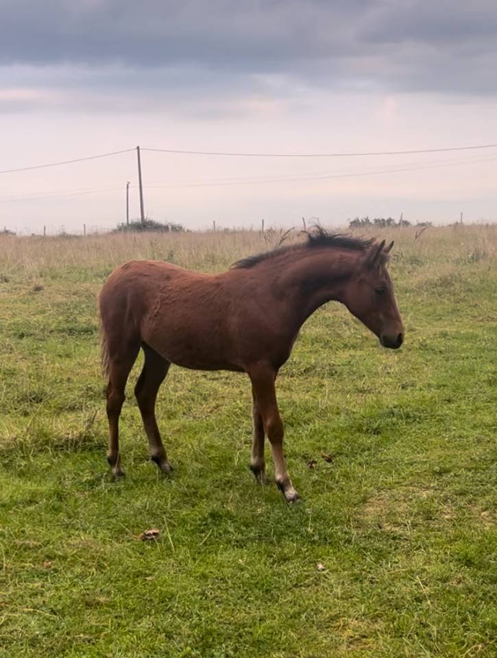 Gelding French Saddle Pony For sale 2024 Bay
