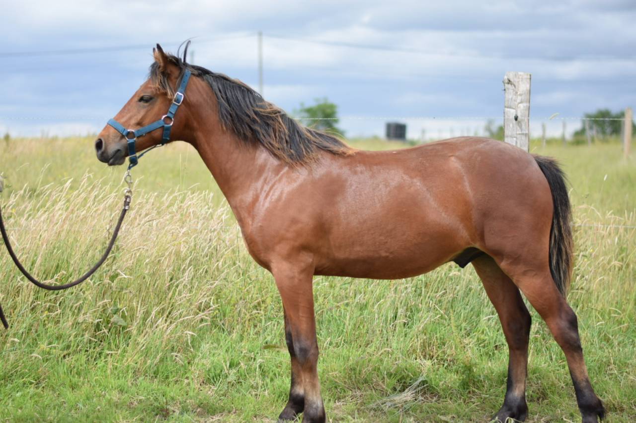 Gelding French Saddle Pony For sale 2024 Bay