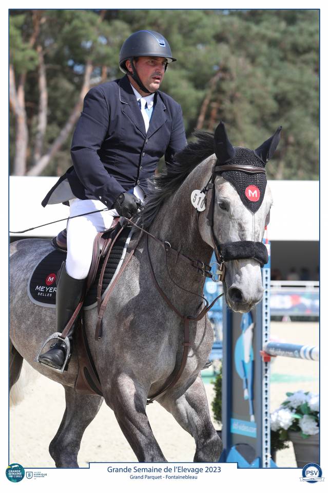 Gelding Selle Français For sale 2017 Grey