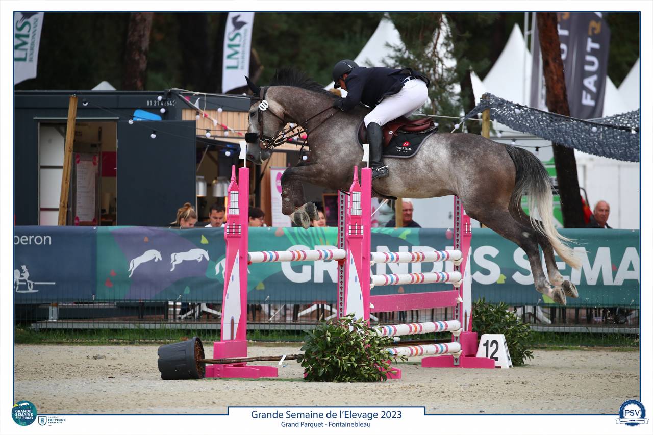 Gelding Selle Français For sale 2017 Grey