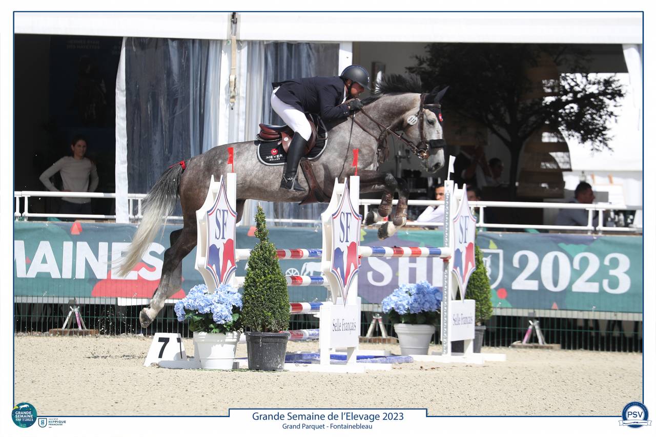 Gelding Selle Français For sale 2017 Grey