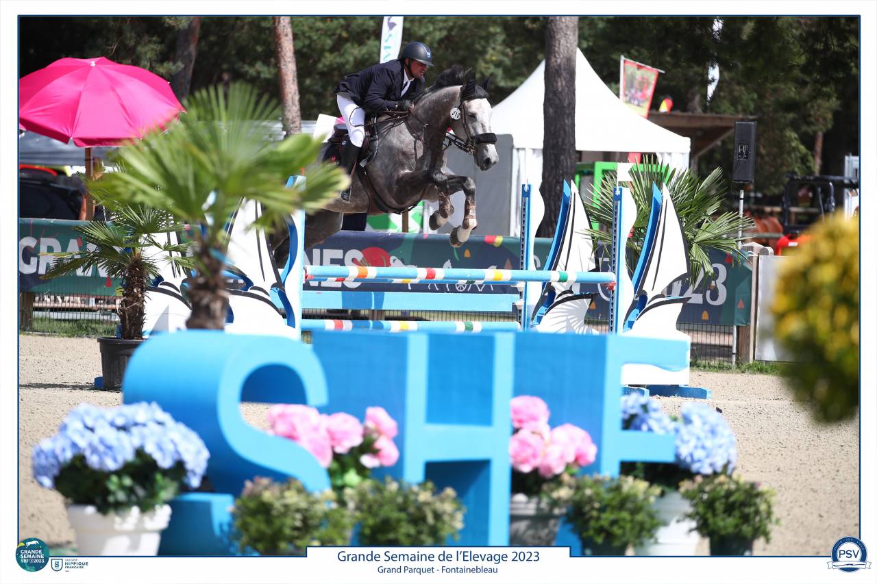 Gelding Selle Français For sale 2017 Grey