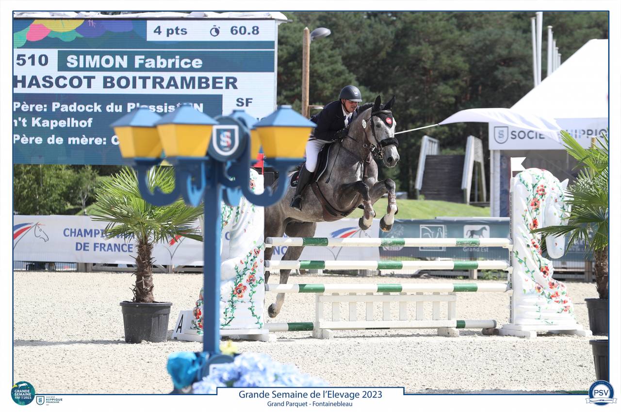 Gelding Selle Français For sale 2017 Grey