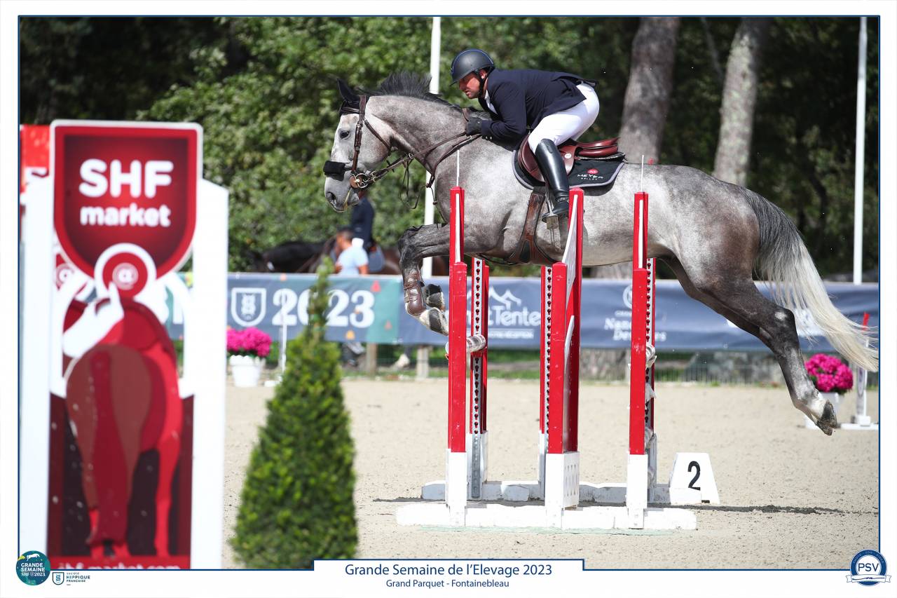 Gelding Selle Français For sale 2017 Grey