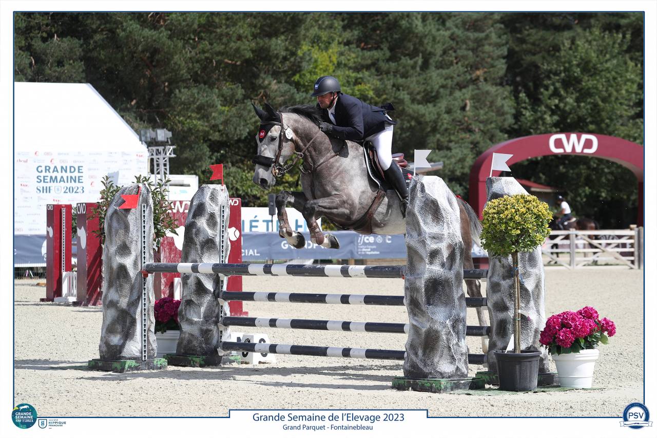 Gelding Selle Français For sale 2017 Grey