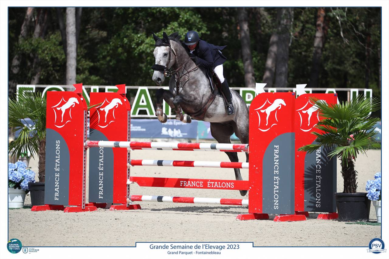 Gelding Selle Français For sale 2017 Grey