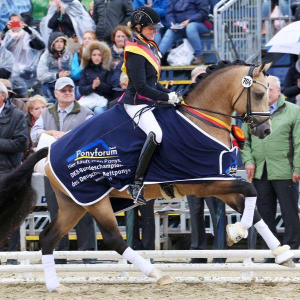 Mare Belgian Riding Pony For sale 2017 Dark Bay