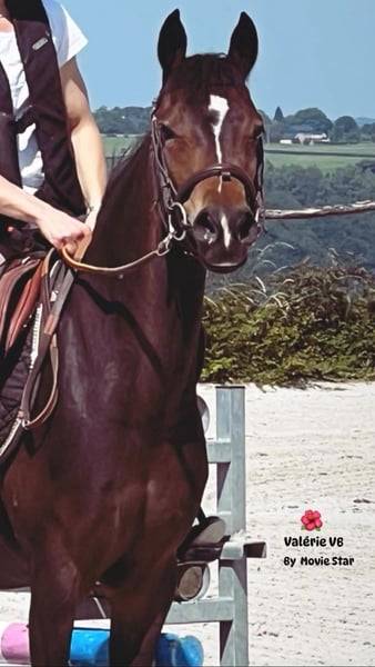 Mare Belgian Riding Pony For sale 2017 Dark Bay