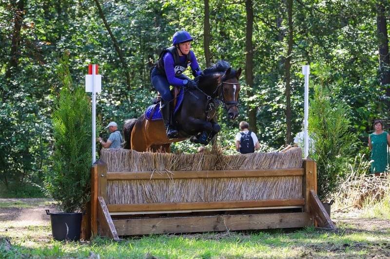Mare Belgian Riding Pony For sale 2017 Dark Bay