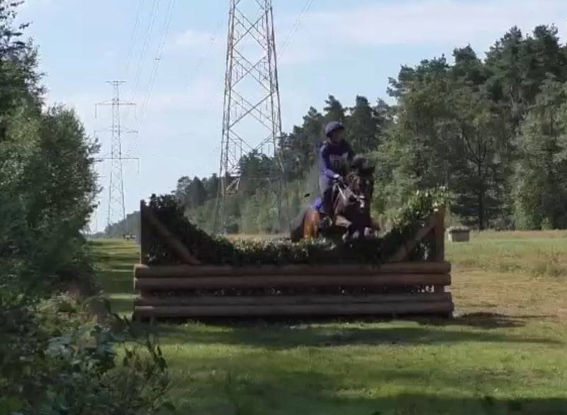 Mare Belgian Riding Pony For sale 2017 Dark Bay