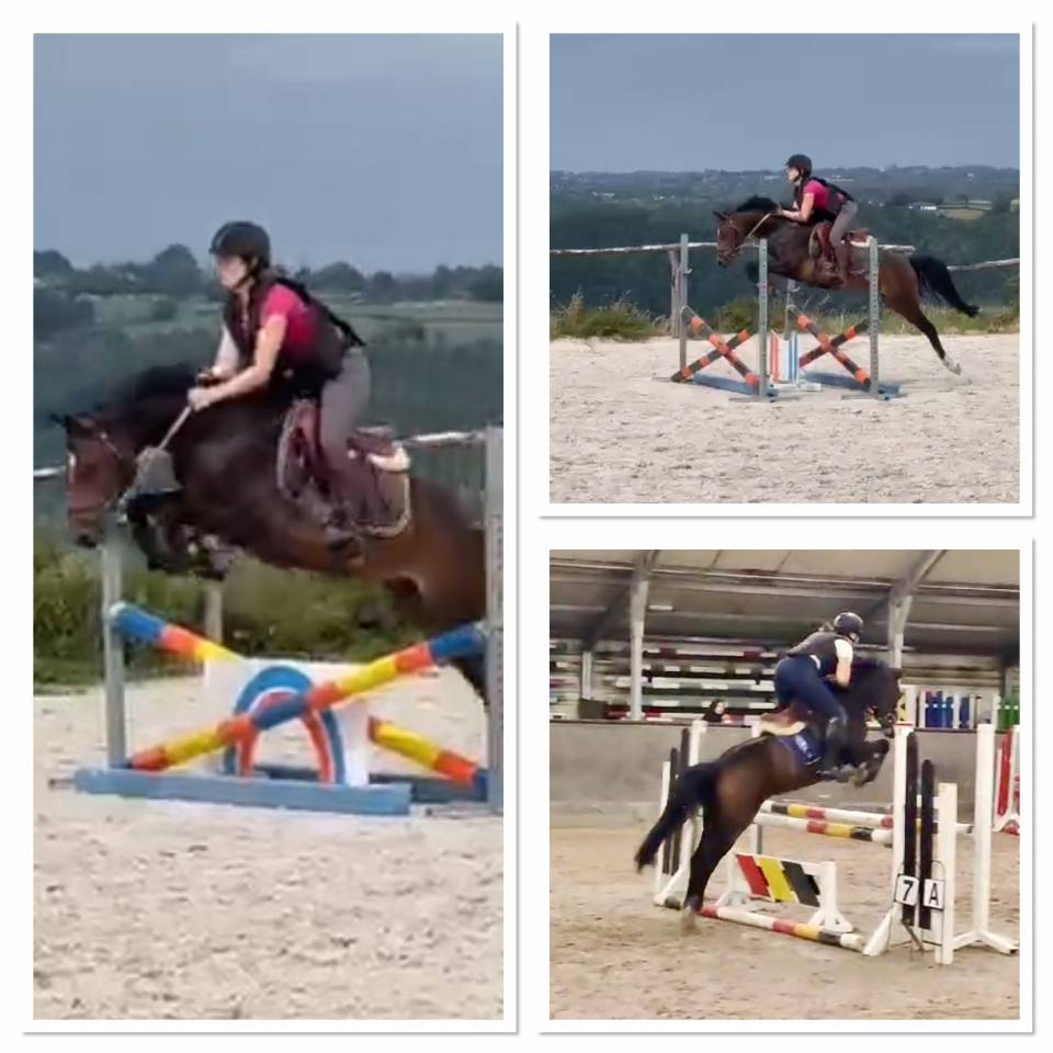 Mare Belgian Riding Pony For sale 2017 Dark Bay