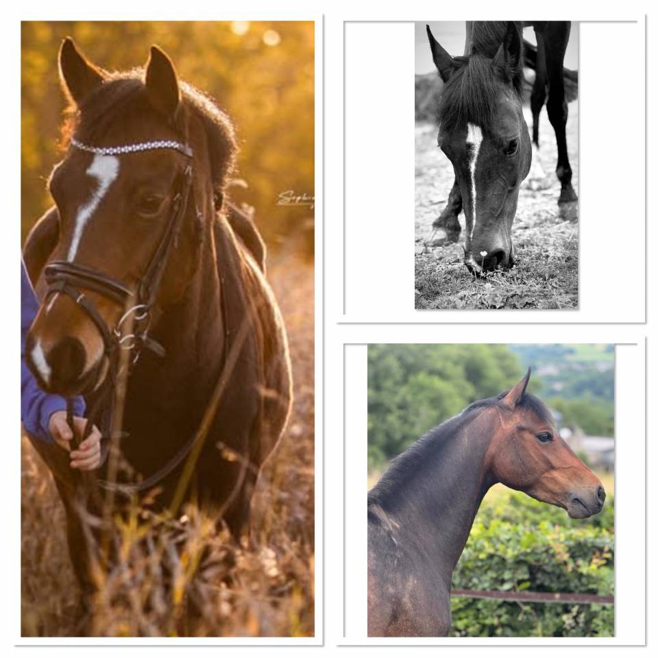 Mare Belgian Riding Pony For sale 2017 Dark Bay