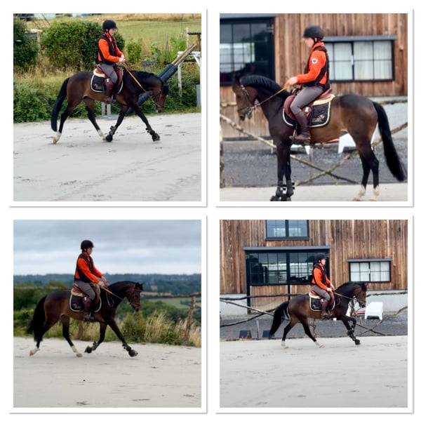 Mare Belgian Riding Pony For sale 2017 Dark Bay