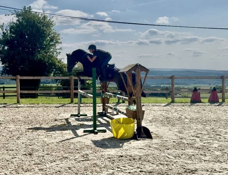 Mare Belgian Riding Pony For sale 2017 Dark Bay