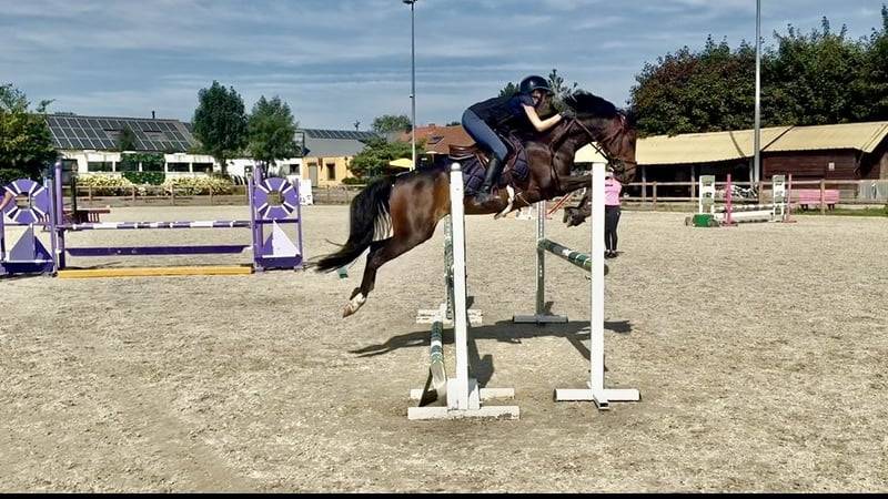Mare Belgian Riding Pony For sale 2017 Dark Bay