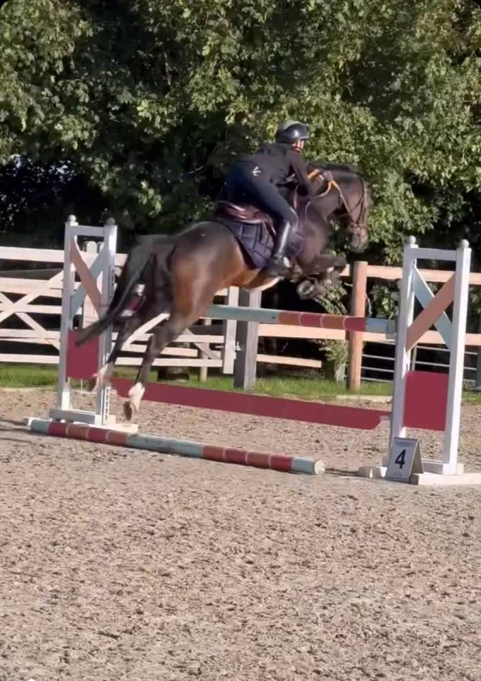 Mare Belgian Riding Pony For sale 2017 Dark Bay
