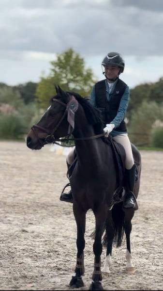 Mare Belgian Riding Pony For sale 2017 Dark Bay
