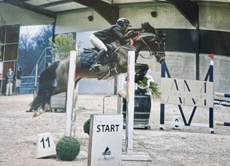 Mare Belgian Riding Pony For sale 2017 Dark Bay