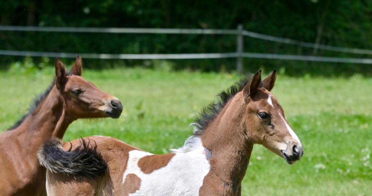 Colt Zangersheide For sale 2025 Coloured