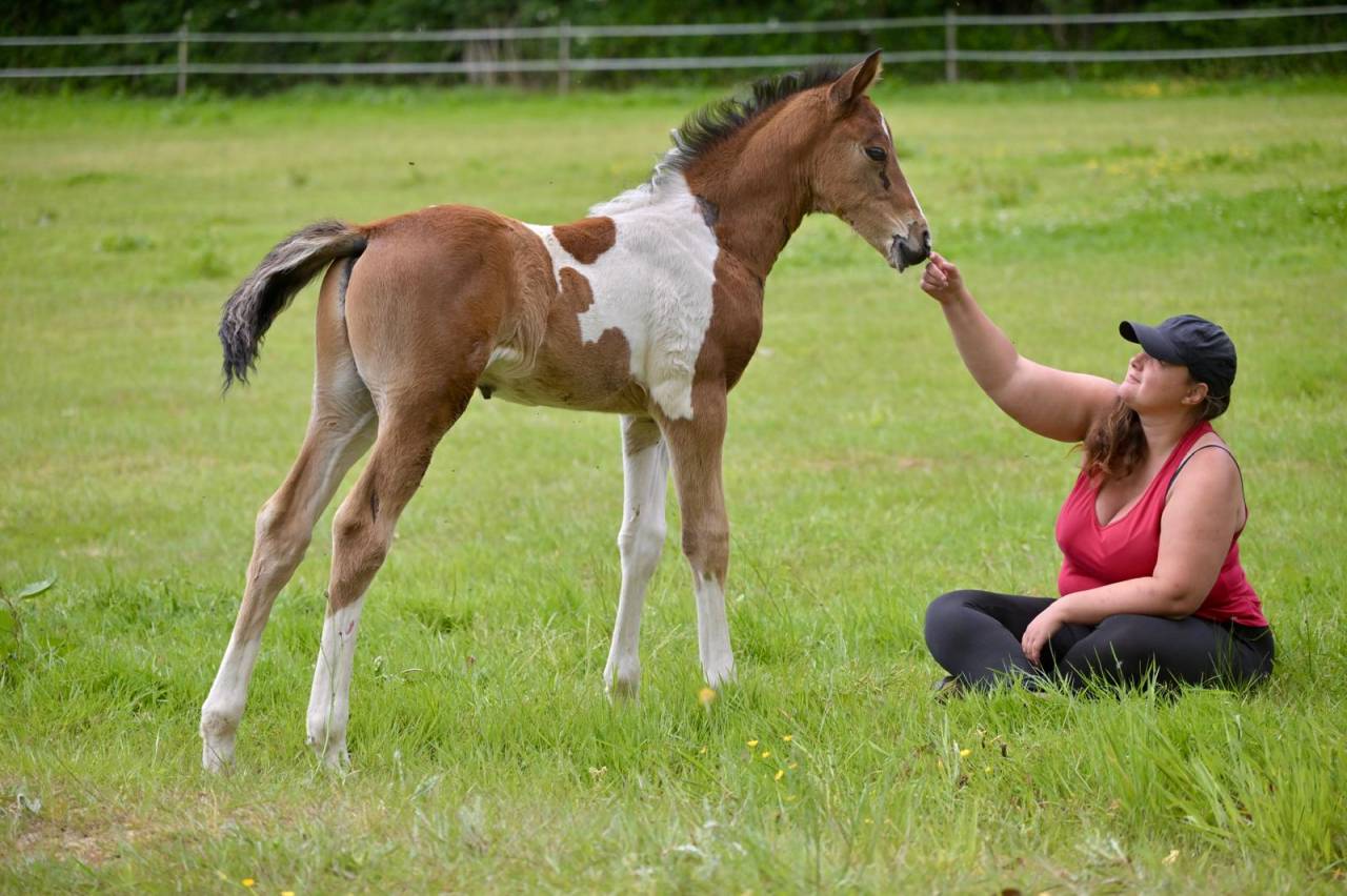 Colt Zangersheide For sale 2025 Coloured